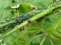 Formica densiventris - photo 2
