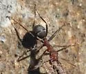 Formica densiventris - photo 3