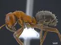 Formica densiventris - photo 4