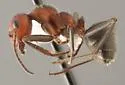 Formica densiventris - photo 5