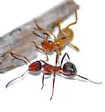 Formica difficilis - photo 2