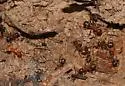 Formica difficilis - photo 3
