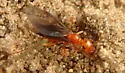 Formica difficilis - photo 4
