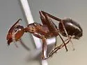 Formica difficilis - photo 5
