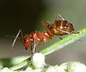 Formica dolosa