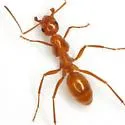 Formica dolosa - photo 2