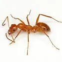 Formica dolosa - photo 3