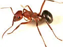 Allegheny Mound Ant