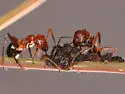 Allegheny Mound Ant - photo 2