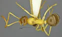 Formica foreliana