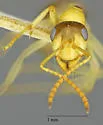 Formica foreliana - photo 2