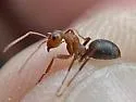 Formica foreliana - photo 4