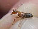 Formica foreliana - photo 5