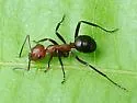 Formica fossaceps