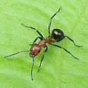 Formica fossaceps - photo 2