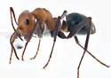 Formica fossaceps - photo 4