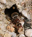 Formica francoeuri