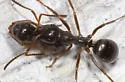 Formica gagatoides - photo 2