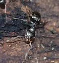 Formica gagatoides - photo 3