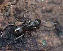 Formica gagatoides - photo 4