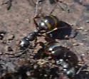 Formica gagatoides - photo 5