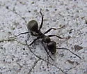 Formica glacialis - photo 2