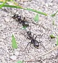 Formica glacialis - photo 3
