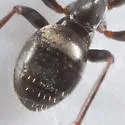 Formica glacialis - photo 4