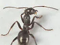 Formica glacialis - photo 5