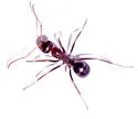Formica gnava - photo 2