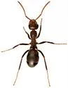 Formica gnava - photo 3