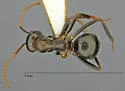 Formica gnava - photo 4