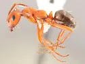 Formica gynocrates