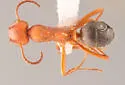 Formica gynocrates - photo 2