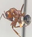 Formica gynocrates - photo 4