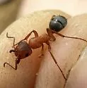 Formica gynocrates - photo 5