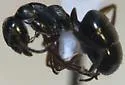 Formica hewitti