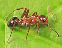 Formica incerta