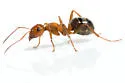 Formica integra