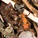 Formica integroides - photo 3