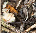 Formica integroides - photo 4