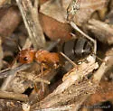 Formica integroides - photo 5