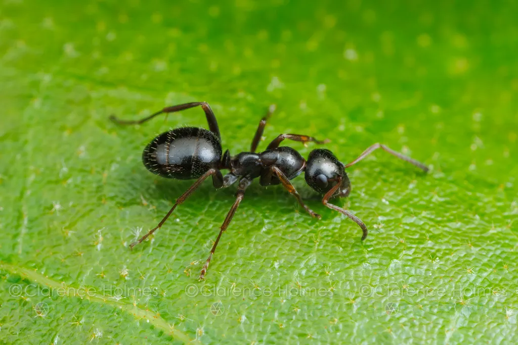 Formica lasioides - photo 2