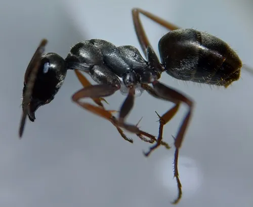 Formica lemani - Formica lemani