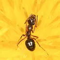 Formica limata