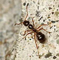 Formica limata - photo 2