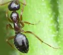 Formica limata - photo 3