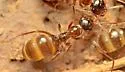 Formica limata - photo 4