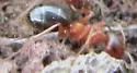 Formica manni