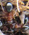 Formica manni - photo 2